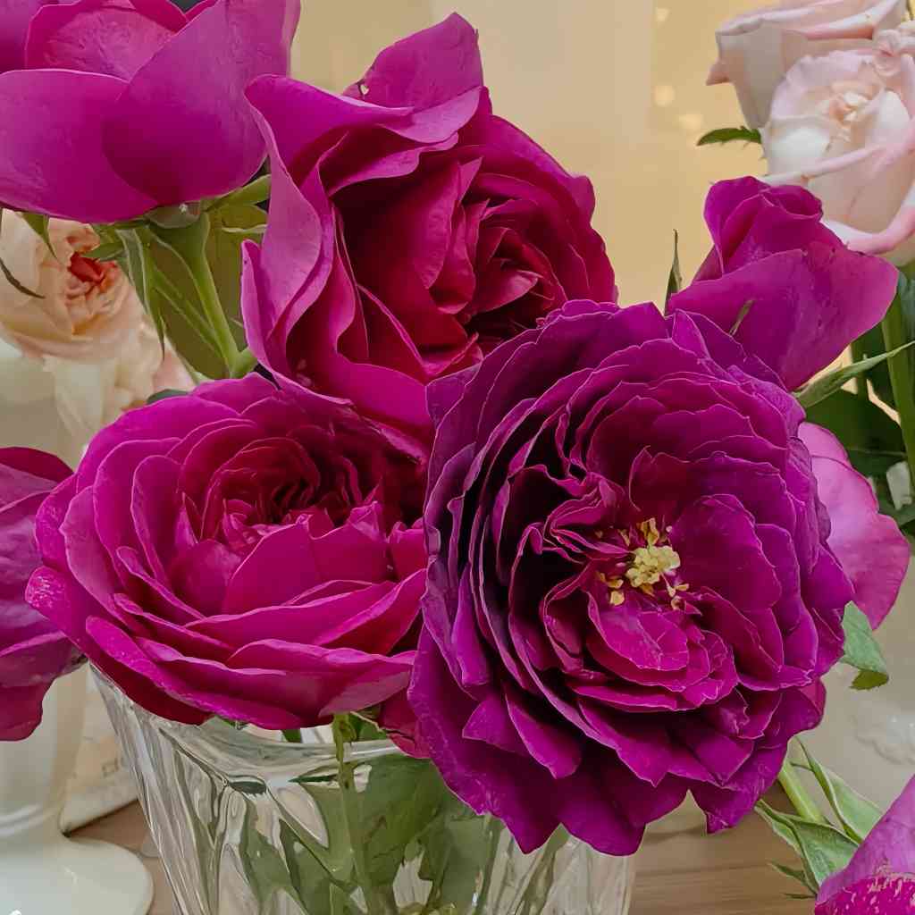 The Dark Lady Rose growing in a container on a patio, ideal for small spaces