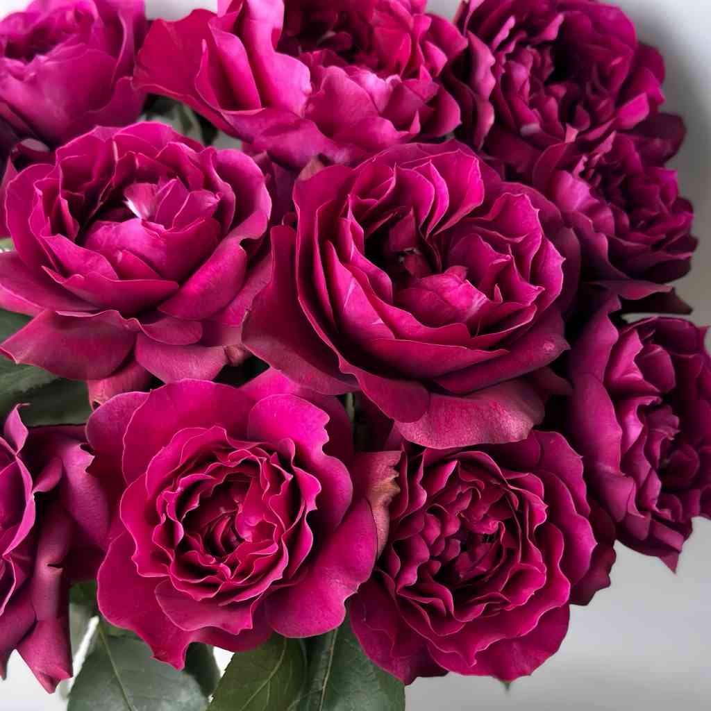 A fresh bouquet featuring The Dark Lady Rose, emphasizing its exquisite form and fragrance