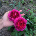 The Dark Lady Rose planted near an outdoor seating area, adding beauty and a romantic scent