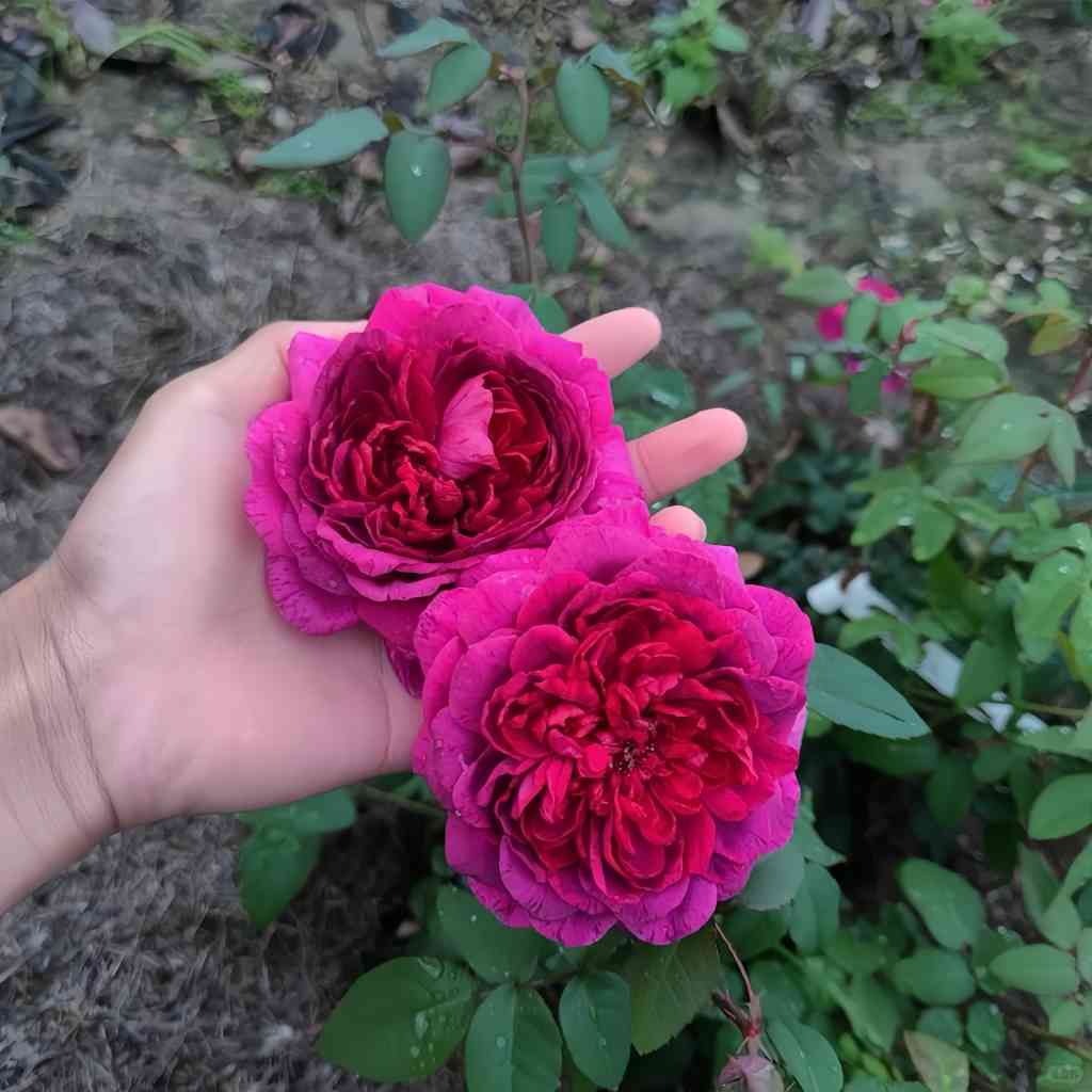 The Dark Lady Rose planted near an outdoor seating area, adding beauty and a romantic scent