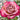 Thé nature Rose garden rose with elegant blooms