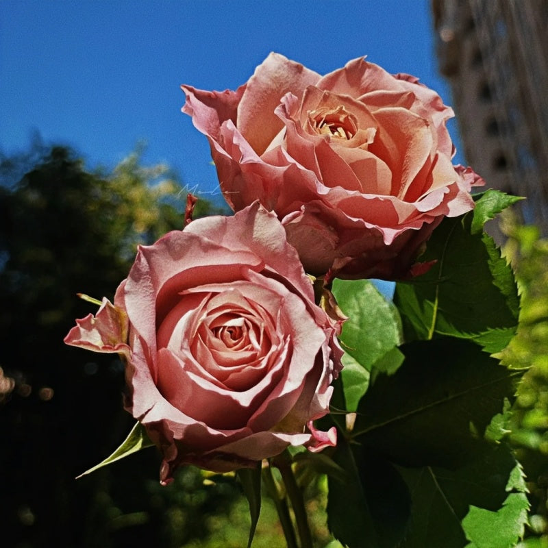 Thé nature Rose