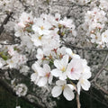 Tokyo Cherry Blossom Tree