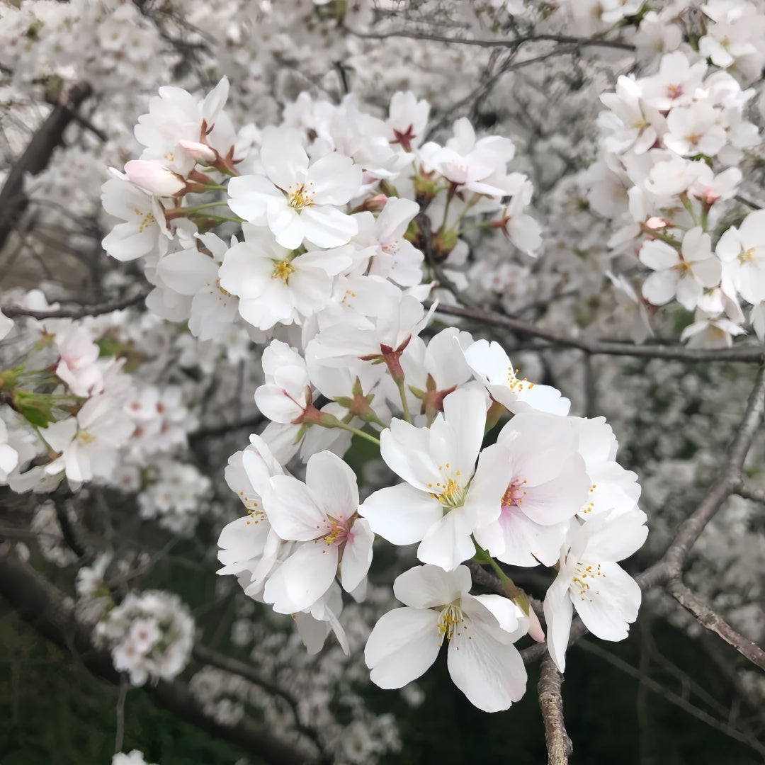 Tokyo Cherry Blossom Tree