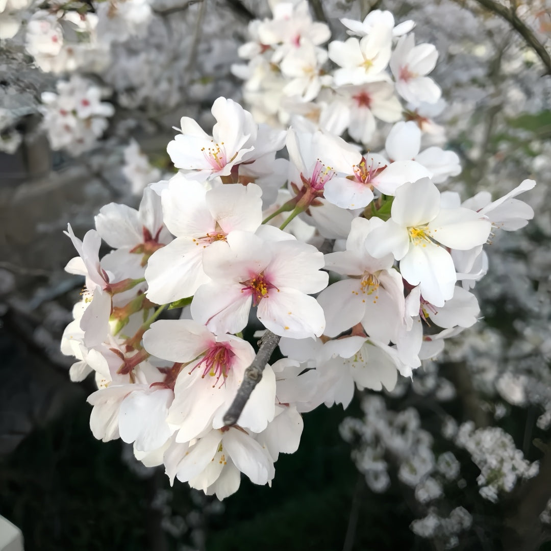 Tokyo Cherry Blossom Tree