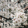 Tokyo Cherry Blossom Tree