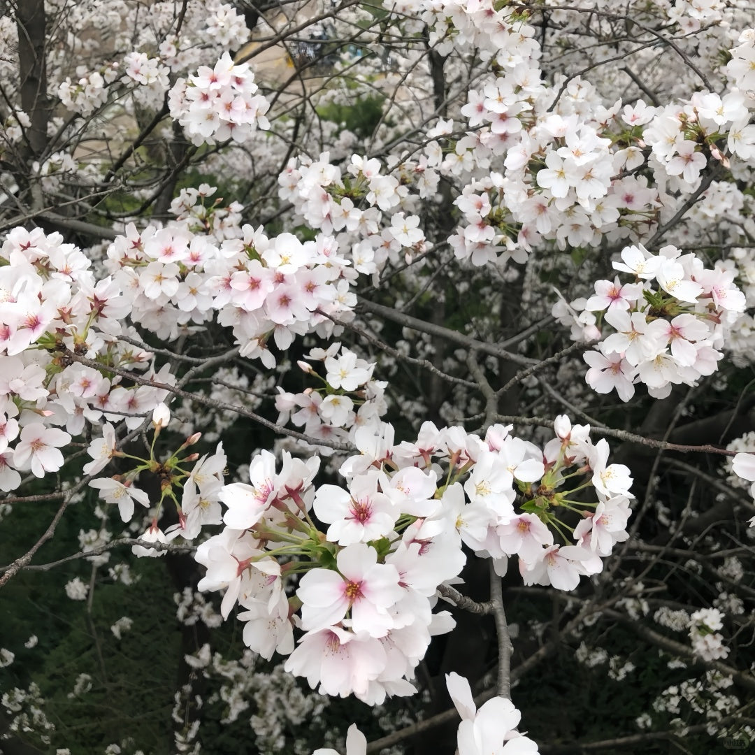 Tokyo Cherry Blossom Tree