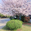Tokyo Cherry Blossom Tree