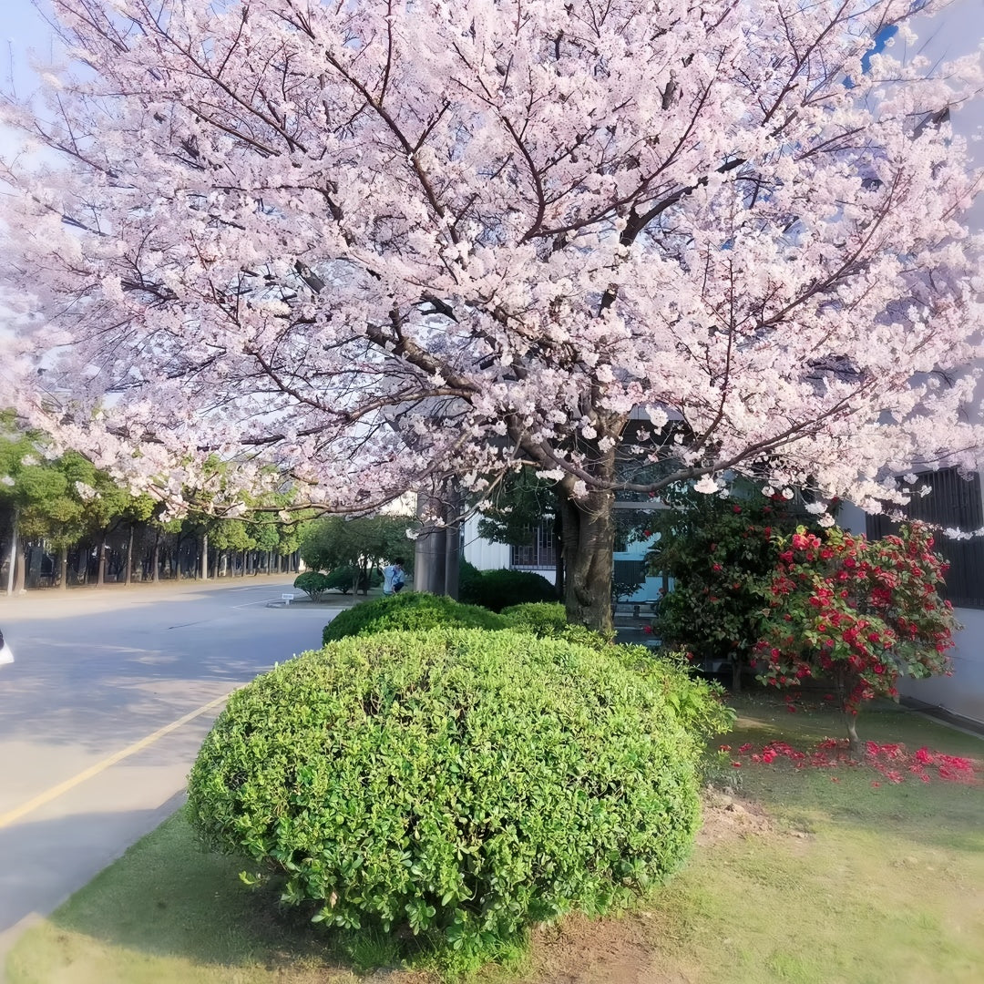 Tokyo Cherry Blossom Tree