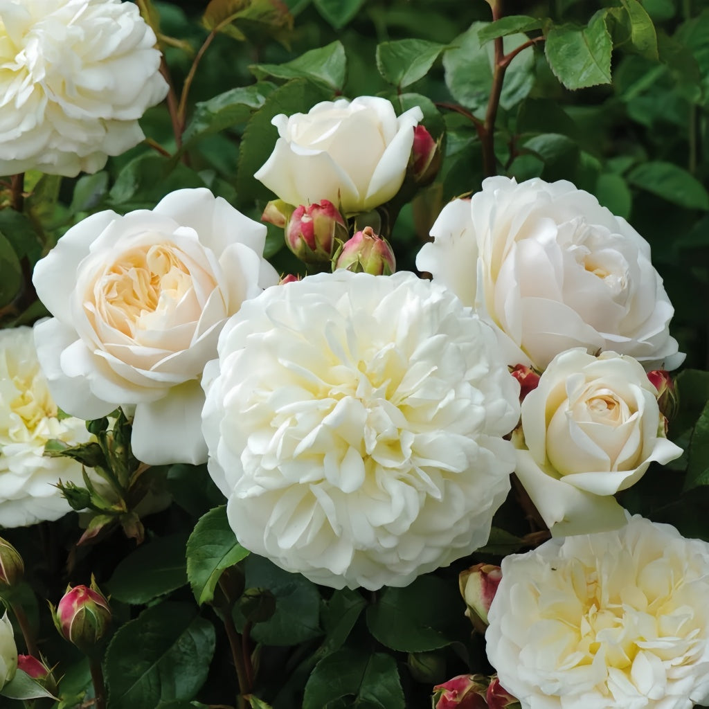 Fastest Growing Roses Tranquillity Rose Plant – Elegant Garden Rose – Fast-growing-Plant