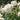 Tranquillity Rose Plant shrub rose flowering in a sunny border