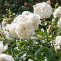 Tranquillity Rose Plant