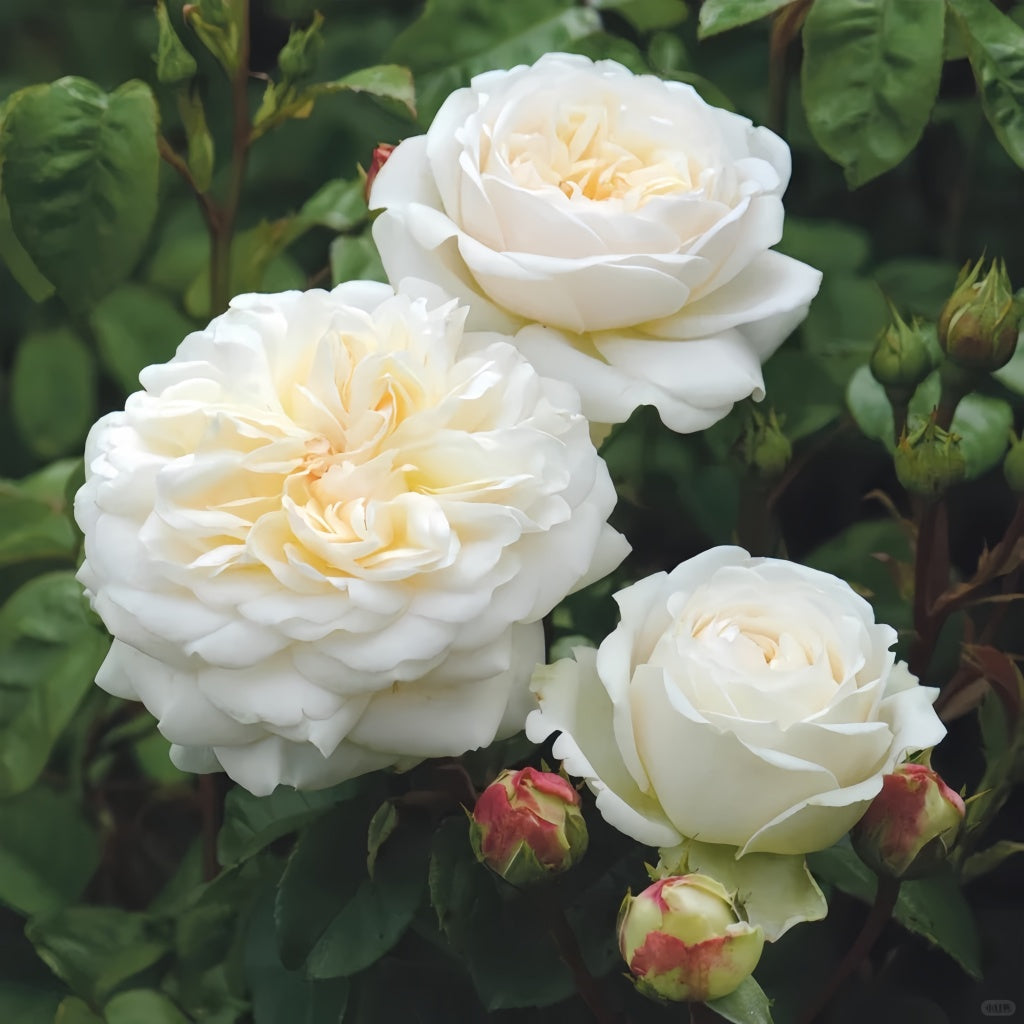 Tranquillity Rose Plant
