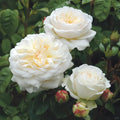 Tranquillity Rose Plant