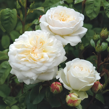 Tranquillity Rose Plant
