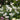 Tranquillity Rose Plant garden rose with elegant blooms