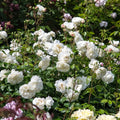 Tranquillity Rose Plant