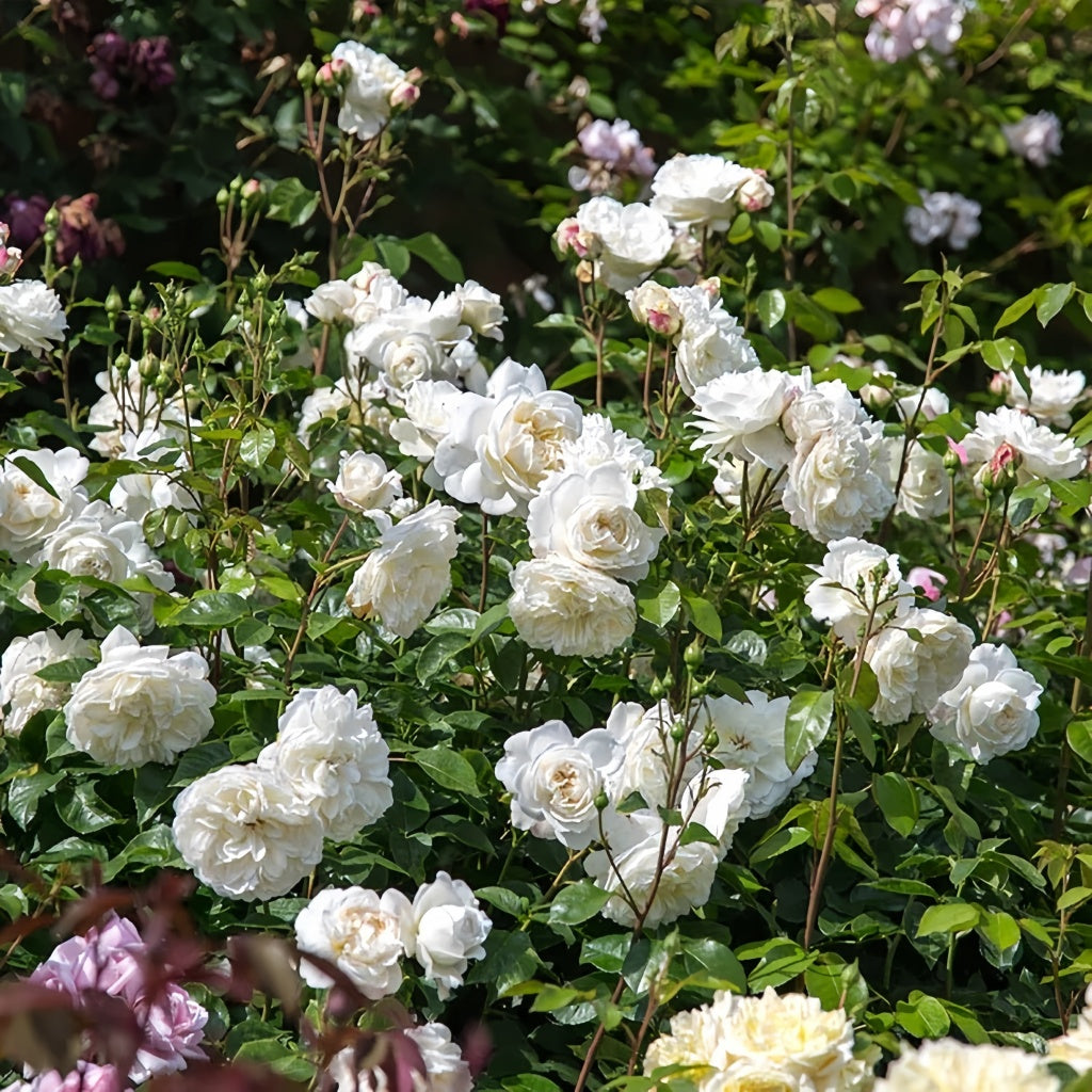 Tranquillity Rose Plant