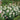 Tranquillity Rose Plant close-up of densely petaled flower