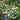 Tranquillity Rose Plant shrub rose flowering in a sunny border