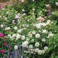 Tranquillity Rose Plant