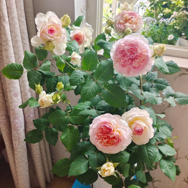 Träumerei Rose