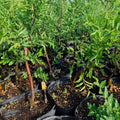 Honey Jar Jujube Tree with small round golden fruits under sunlight