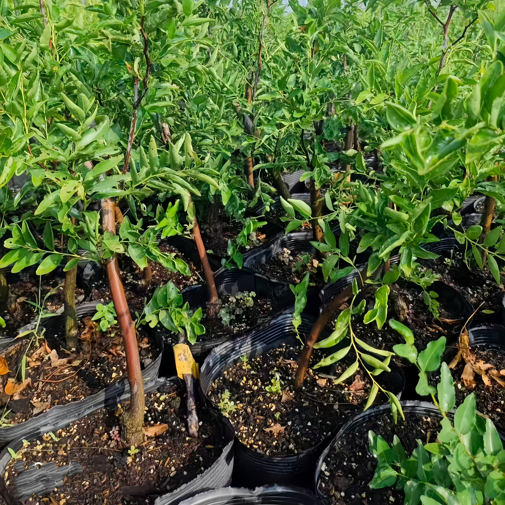 Honey Jar Jujube Tree with small round golden fruits under sunlight