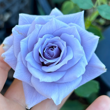Turn Blue Rose