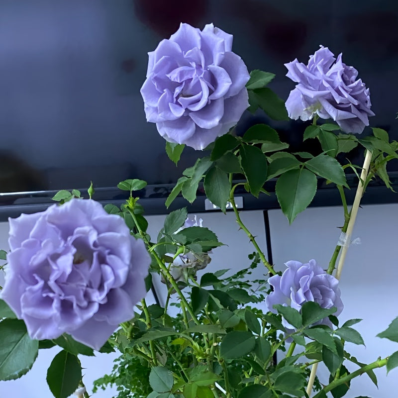 Turn Blue Rose