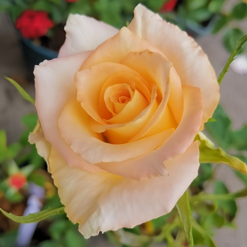U Shape Roses Uriel Rose – Elegant Garden Rose – Fast-growing-Plant