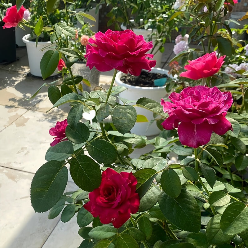 Vaguette hybrid tea rose with blue purple petals and orange blossom fragrance