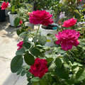 Vaguette hybrid tea rose with blue purple petals and orange blossom fragrance
