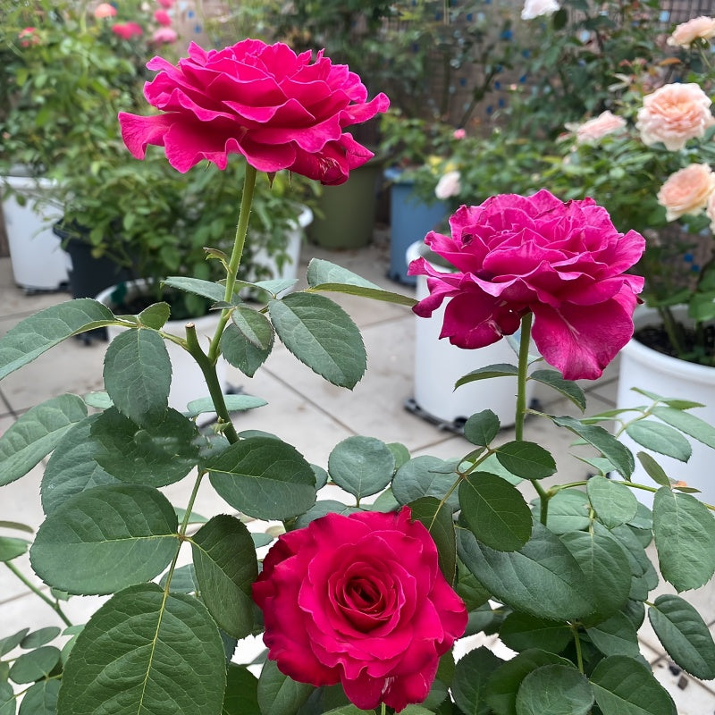 Vaguette hybrid tea rose with blue purple petals and orange blossom fragrance