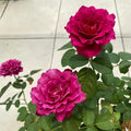 Vaguette hybrid tea rose with blue purple petals and orange blossom fragrance