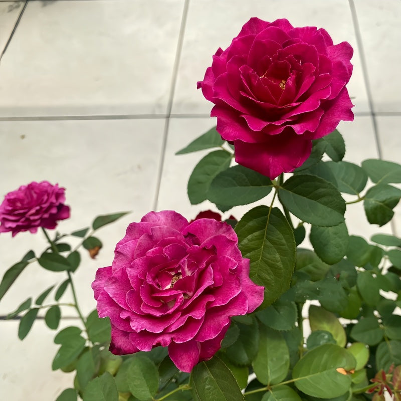 Vaguette hybrid tea rose with blue purple petals and orange blossom fragrance