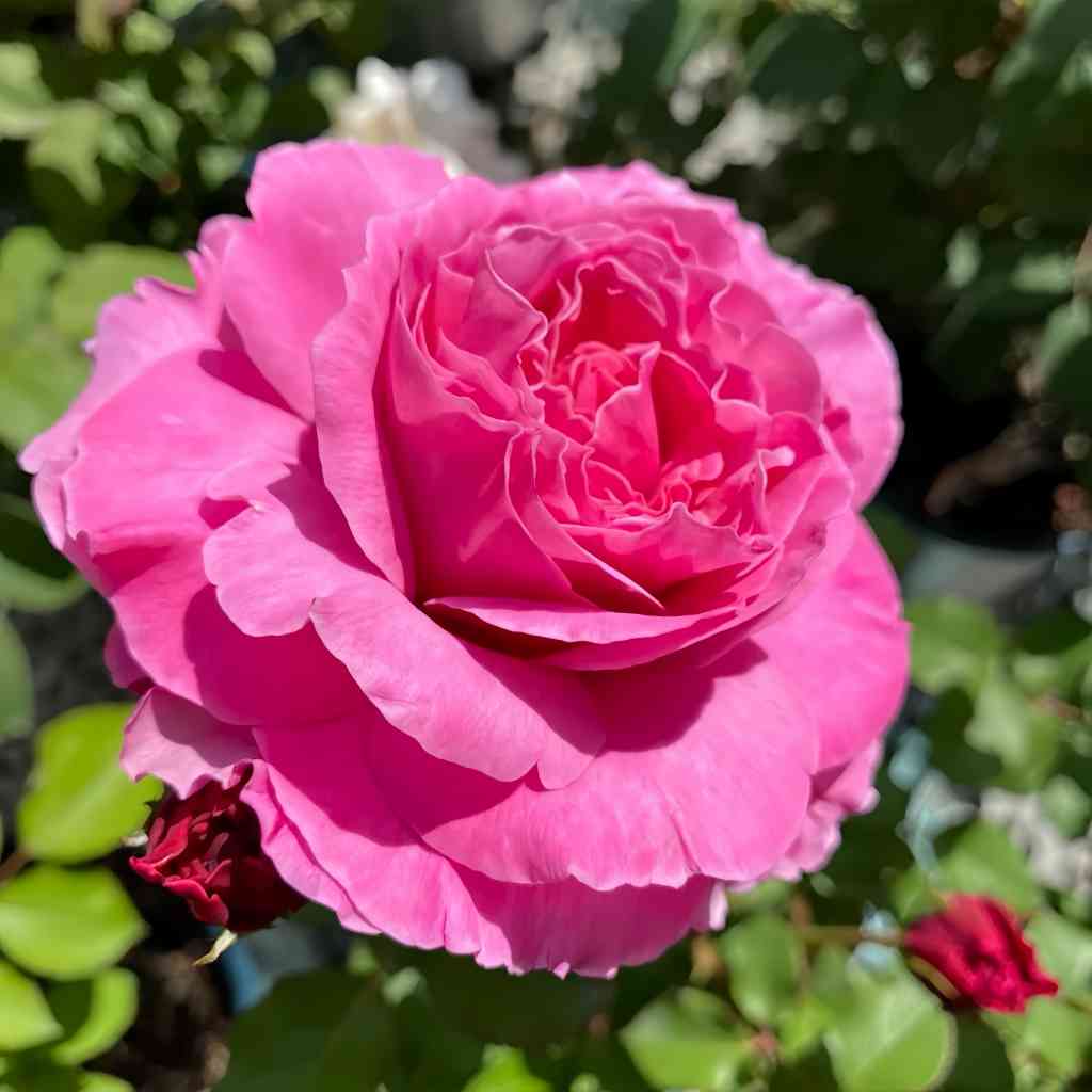 Vaguette hybrid tea rose with blue purple petals and orange blossom fragrance