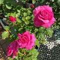 Vaguette hybrid tea rose with blue purple petals and orange blossom fragrance