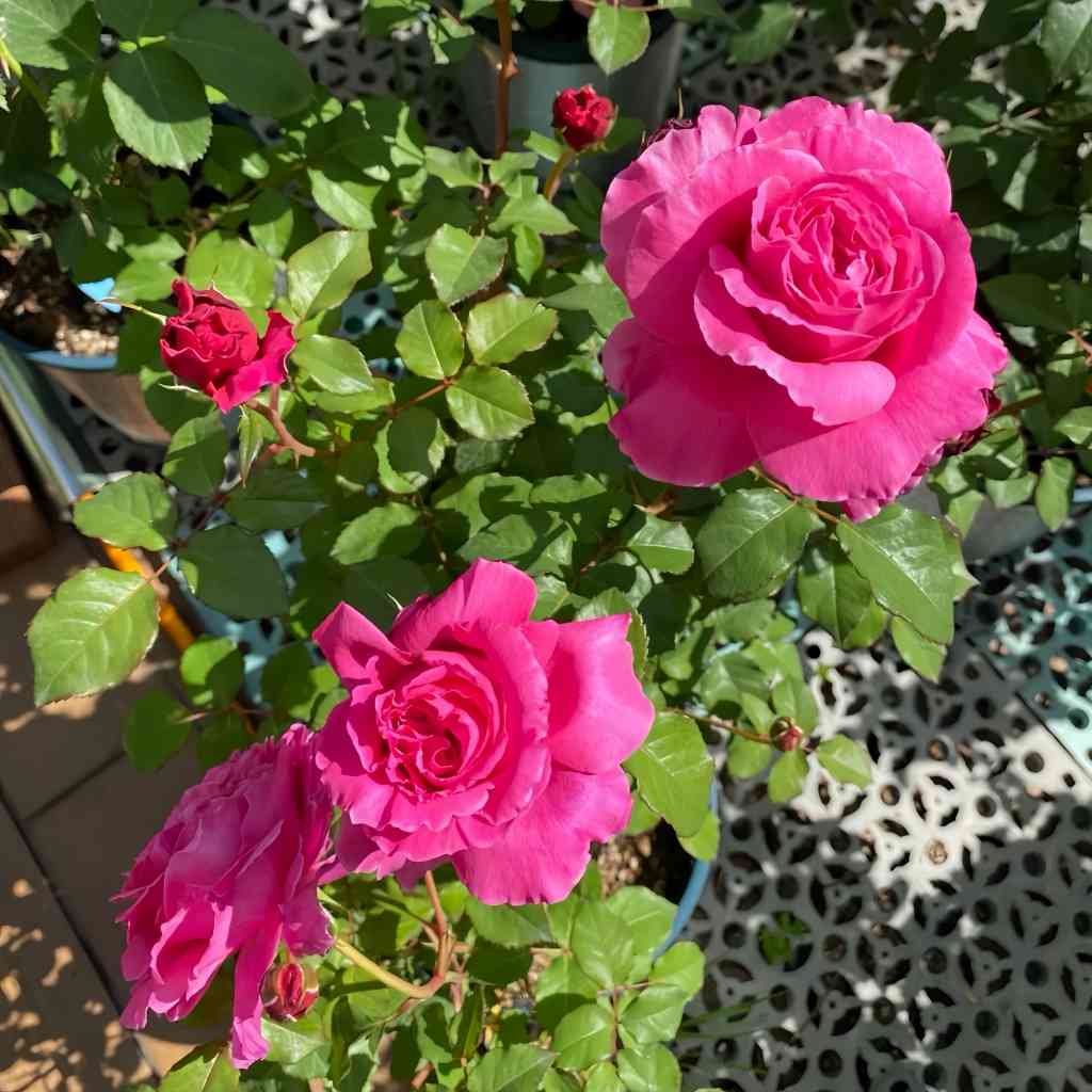 Vaguette hybrid tea rose with blue purple petals and orange blossom fragrance