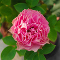Vaguette hybrid tea rose with blue purple petals and orange blossom fragrance