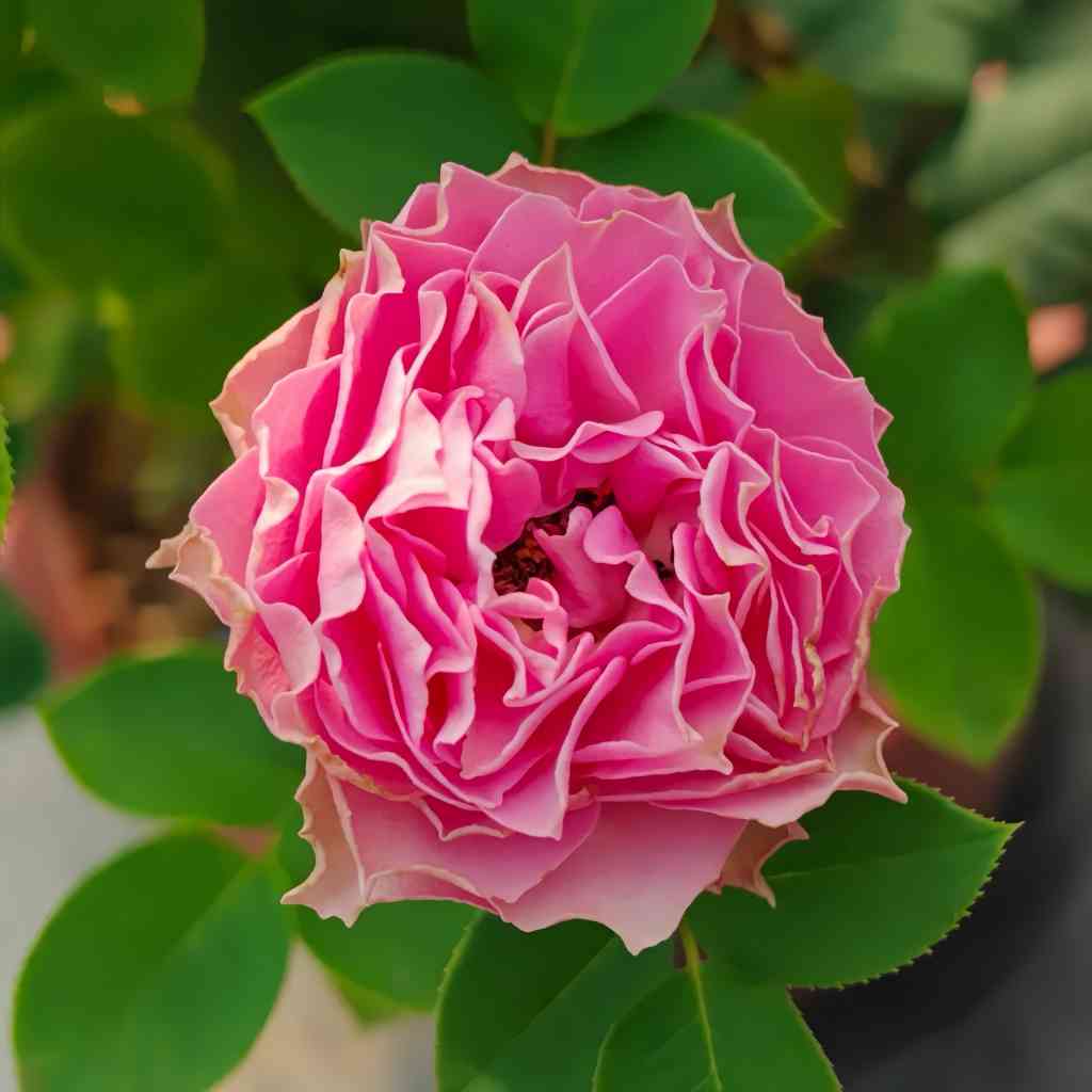 Vaguette hybrid tea rose with blue purple petals and orange blossom fragrance