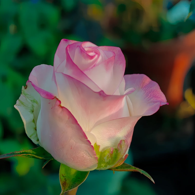 Very Cute Rose Plant