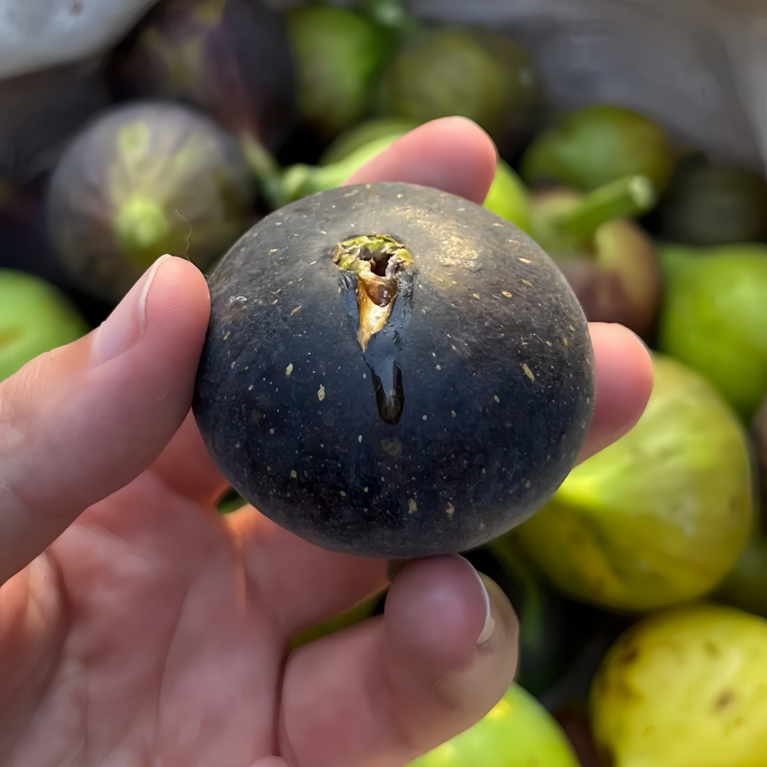 Violetta Fig Tree
