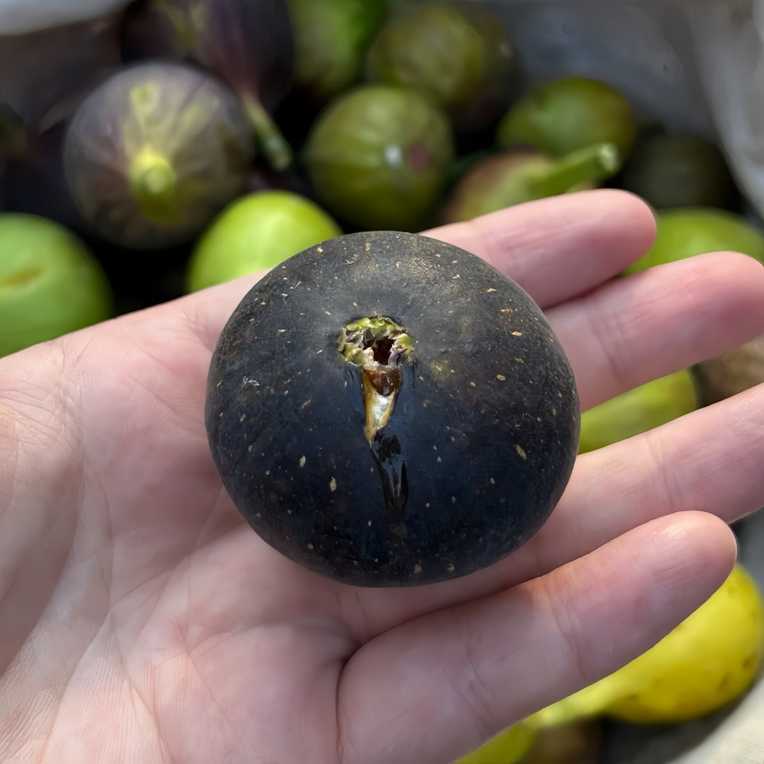 Violetta Fig Tree