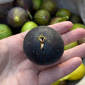 Violetta Fig Tree
