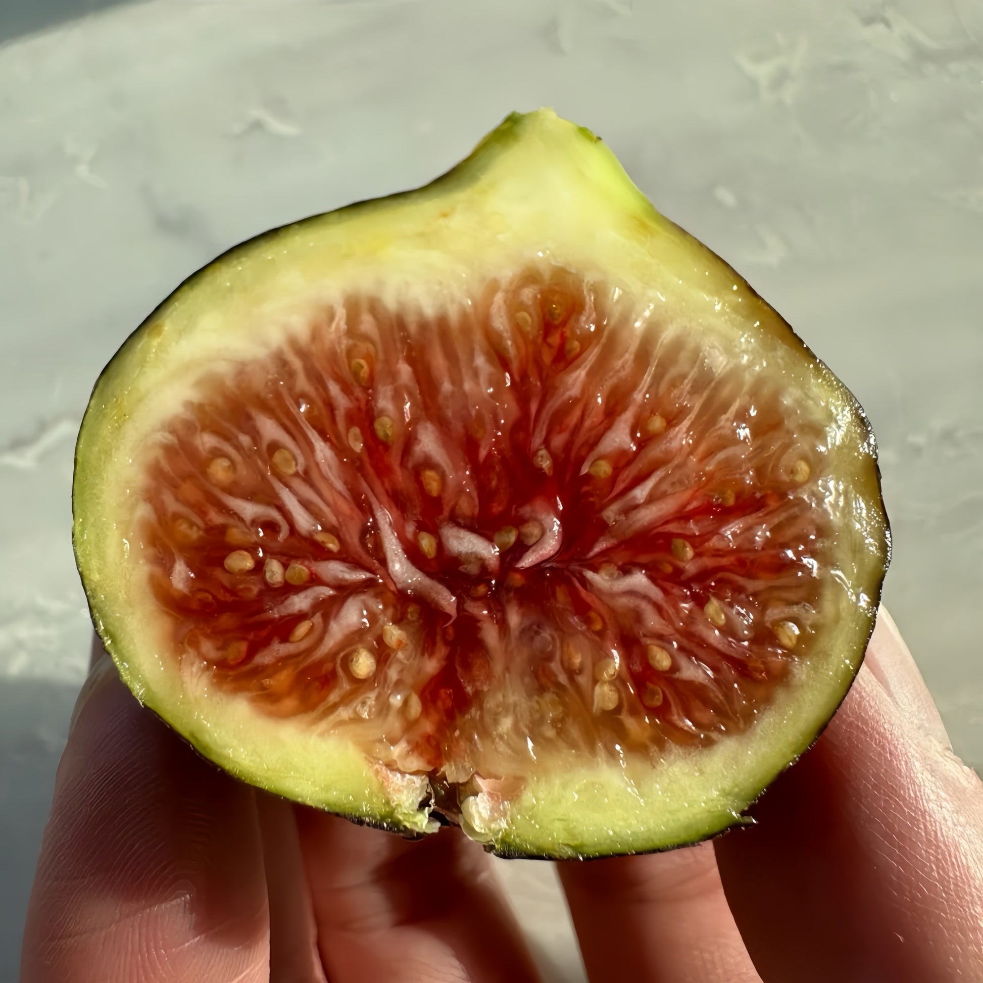 Violetta Fig Tree