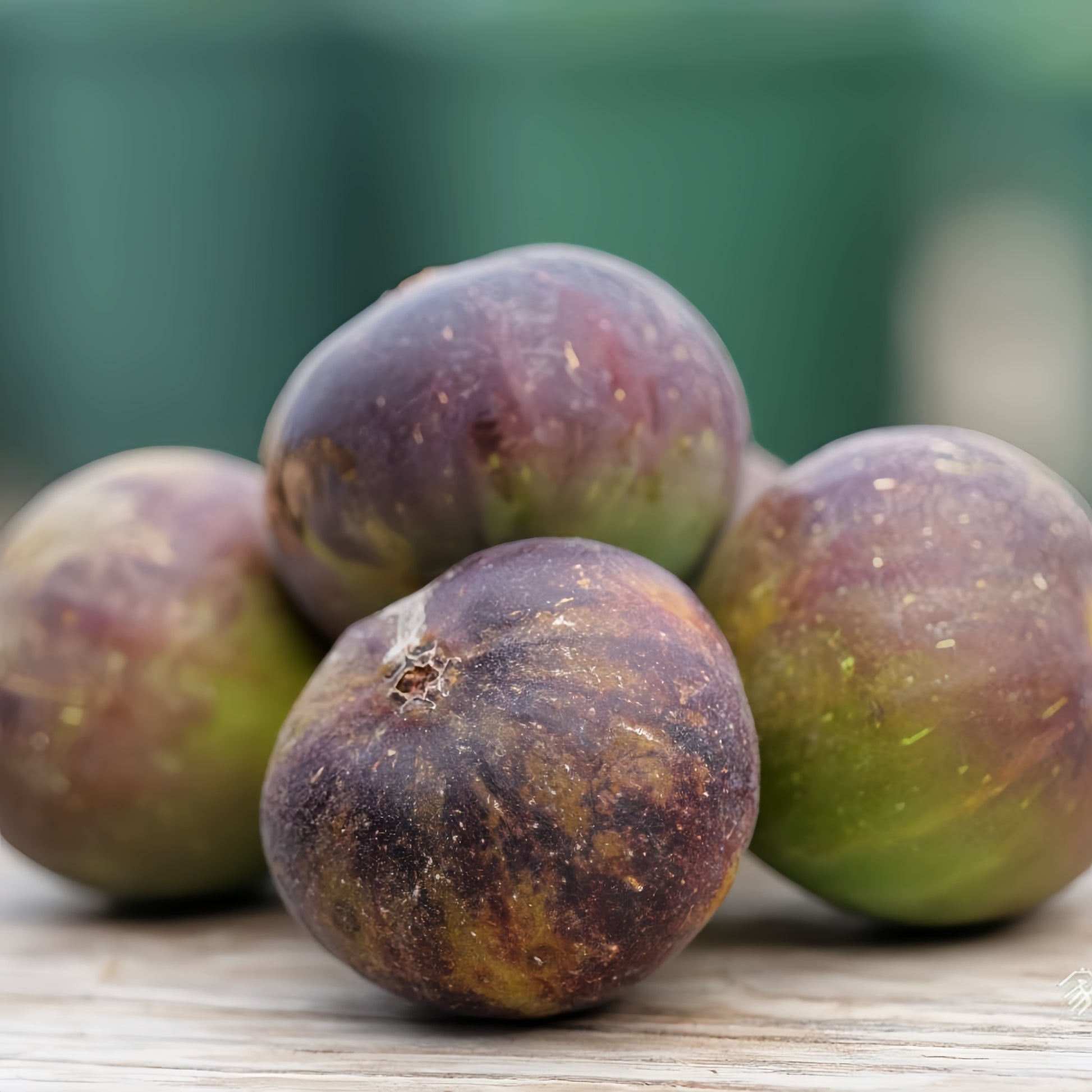 Violetta Fig Tree