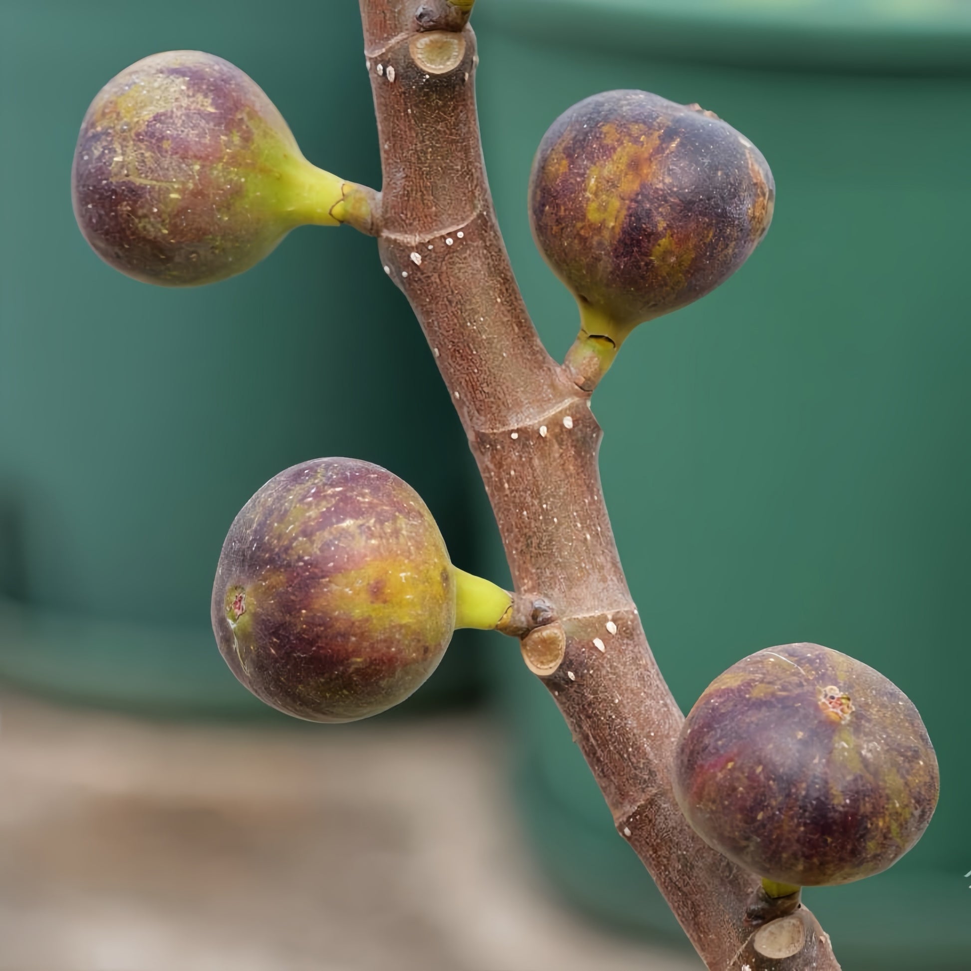 Violetta Fig Tree