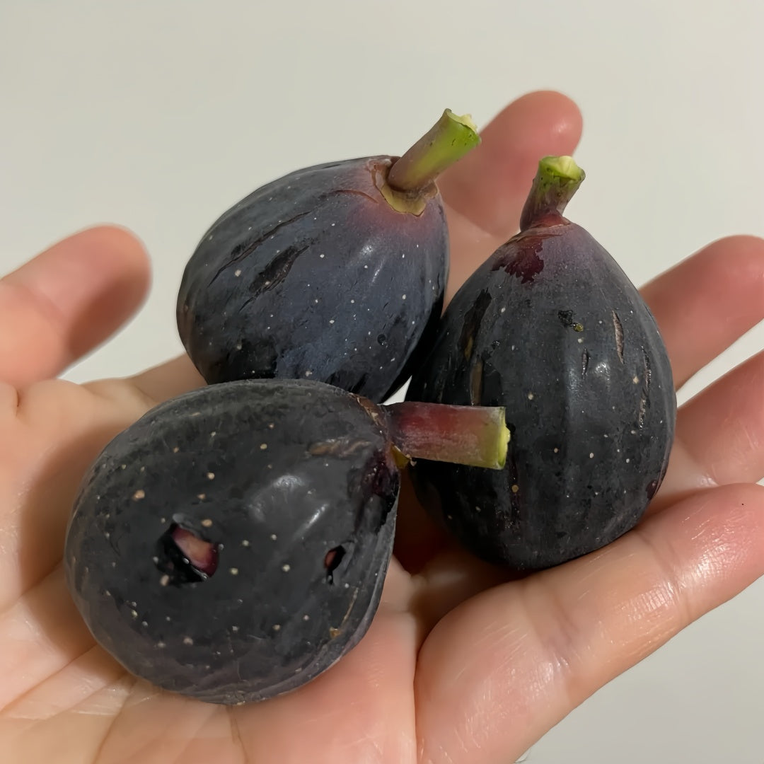 Violette de Bordeaux fig with purple-black skin and sweet red flesh