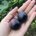 Violette de Bordeaux fig with purple-black skin and sweet red flesh